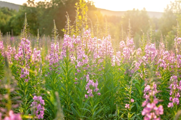 flower meadow blooming sally sunset - Иван-чай