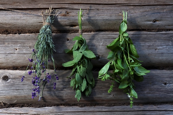 fresh herbs mint lavender basil in bunches hang on a drying rope on a wooden rustic background of logs drying and harvesting of herbs - Использование в пищу огородной и дикорастущей зелени