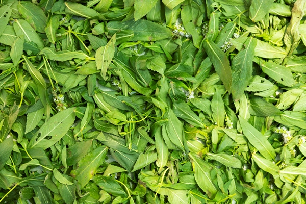 fresh mint leaves close up preparation for drying summer harvest - Использование в пищу огородной и дикорастущей зелени