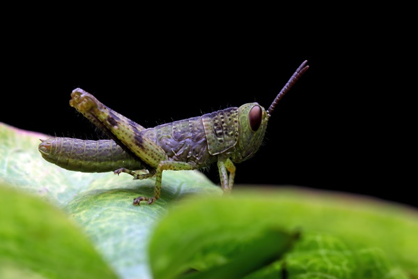 grasshopper closeup on green leaves grasshopper closeup with black background - Рецепты выживания в лесу