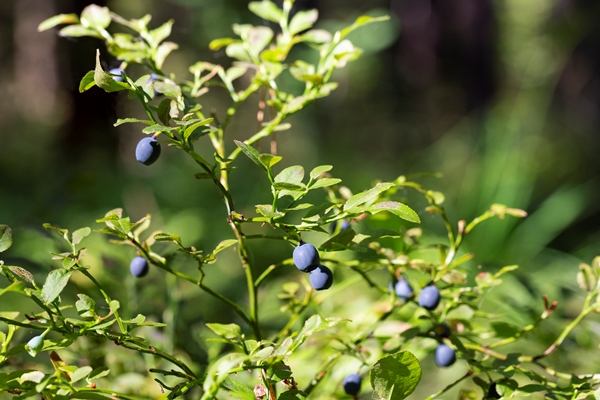 green branches with berry of bilberry in the forest berries of forest blueberries bunch of berry - Рецепты выживания в лесу
