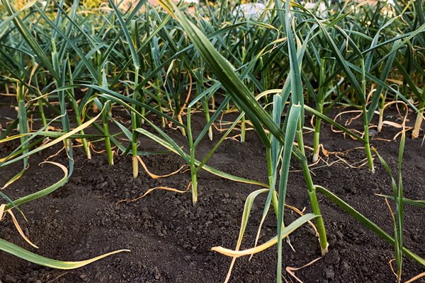 green garlic planted in rows in the countryside smooth rows of growing young garlic in the garden - Использование в пищу огородной и дикорастущей зелени
