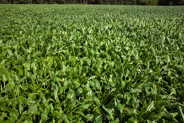 green tops of sugar beet grown in the field - Использование в пищу огородной и дикорастущей зелени