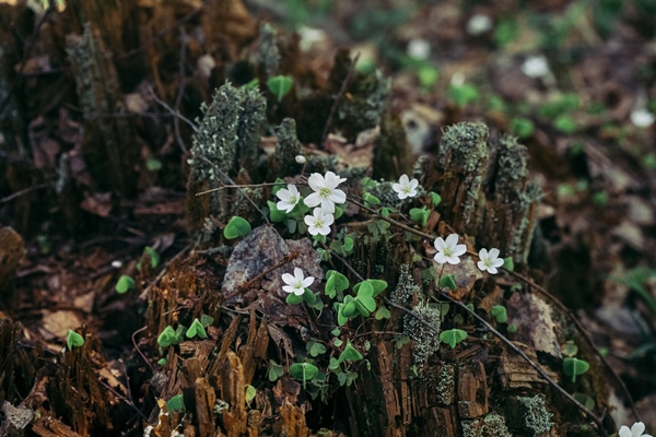 hare cabbage small white flowers bloom in the old stump in the forestsummer background - Рецепты выживания в лесу