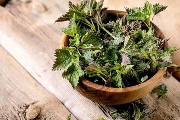 heap of fresh young organic nettle leaves in wooden bowl on old wood background wild plants for spring healthy vegan eating - Использование в пищу огородной и дикорастущей зелени
