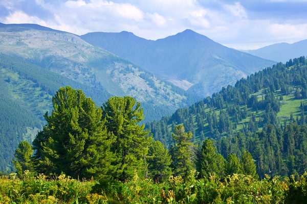 mountains landscape with cedar forest - Подготовка к многодневному походу