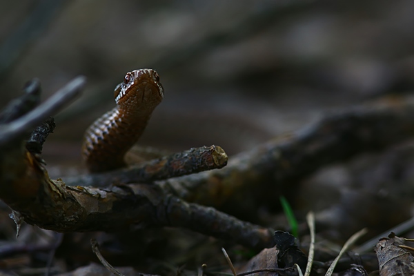 poisonous dangerous snake viper in the wild russia swamp - Рецепты выживания в лесу