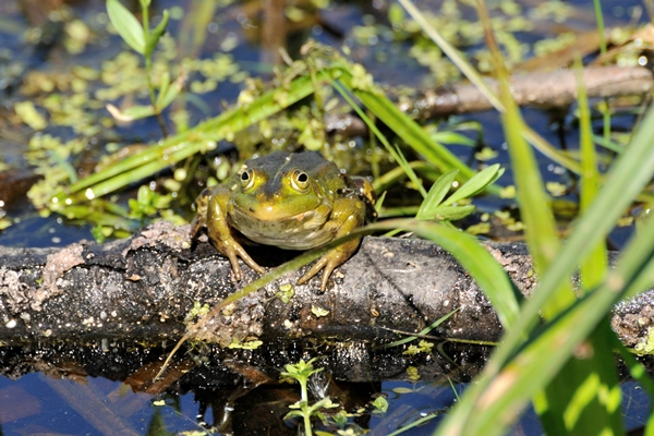 pond frog basks in the sun on a may morning moscow region russia - Рецепты выживания в лесу