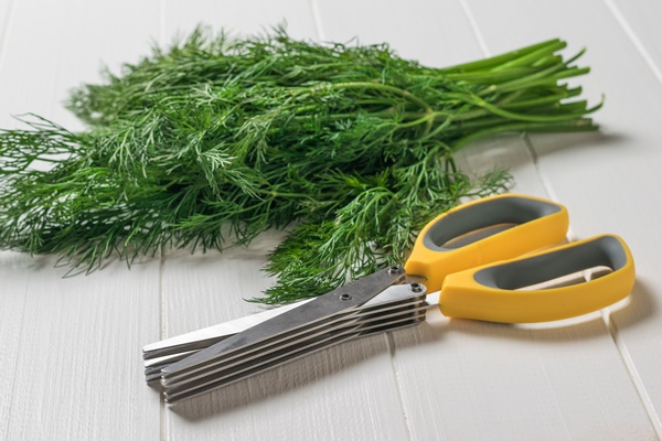 salad clippers and a bunch of dill on a white wooden table a device for slicing lettuce - Тюря