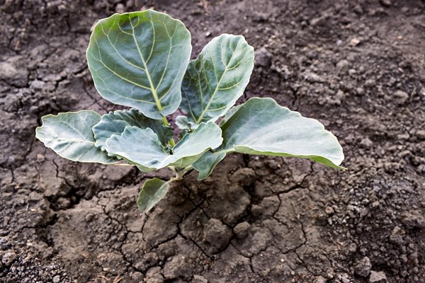the growth of seedlings of white cabbage on chernozem growing in vegetable farm white cabbage bush - Использование в пищу огородной и дикорастущей зелени