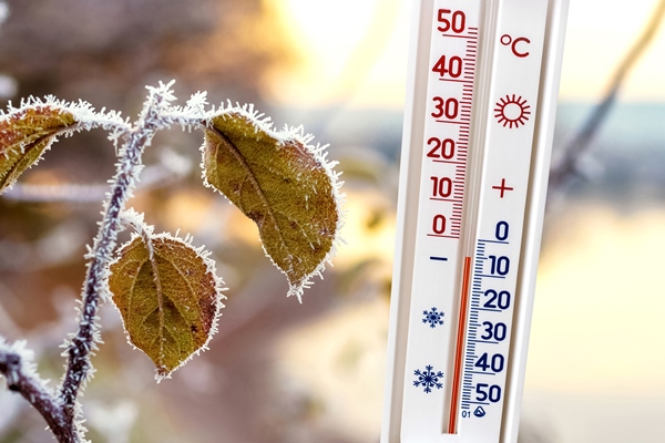 the thermometer near the frost covered branch with leaves shows minus 5 degrees winter weather - Технология хранения просфор