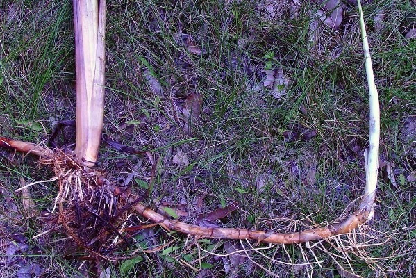 typha latifolia ss ahaines h - Мука и "спаржа" из рогоза и тростника