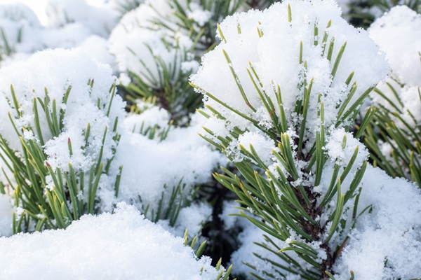 winter frost on pine tree - Ленинградский витаминный чай