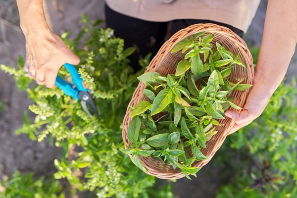 woman farmer gardener cuts basil with pruner leaves in basket harvest of green herbs natural organic spices - Использование в пищу огородной и дикорастущей зелени