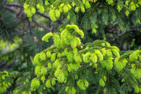young branches grew from spruce in summer - Ленинградский витаминный чай