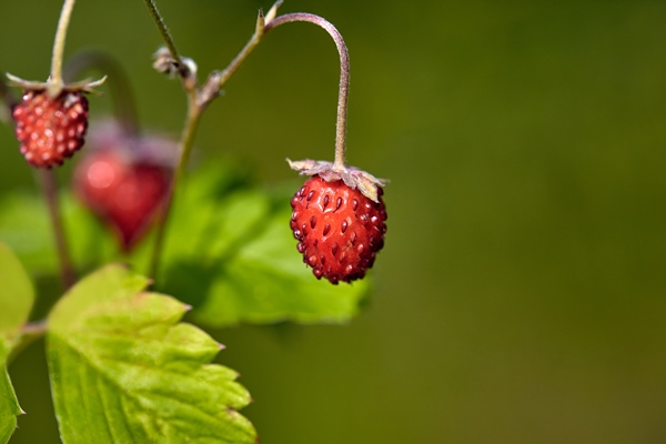 organic wild ripe strawberry in forest macro shot focus on a foreground blurred background close up - Чай "Походный"