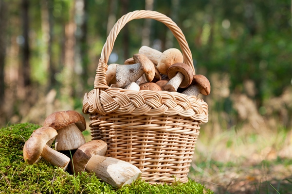 basket with mushrooms ceps on moss in forest - Макароны с тушёнкой и лесными грибами на костре
