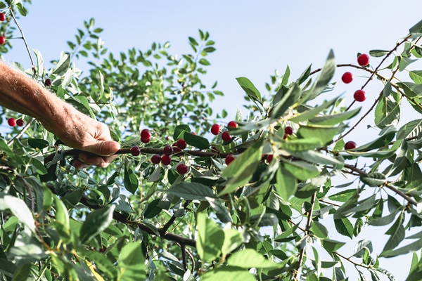 branches of a cherry tree with ripe cherries against a blue sky a man s hand is harvesting - Ферментированный чай из листьев садовых растений