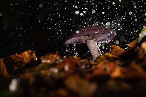 closeup of a wild mushroom under a pouring rain surrounded by autumn leaves - Сбор, заготовка и переработка дикорастущих плодов, ягод и грибов