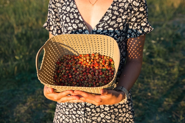 fresh ripe red berries of wild strawberries in a basket in the hands of a woman in a summer dress in the countryside in the sunlight gifts of nature summer vitamins berry picking harvest - Сбор, заготовка и переработка дикорастущих плодов, ягод и грибов