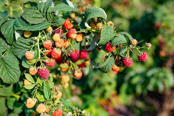 green leaves and ripe raspberry berries ripen in orchard - Ферментированный чай из листьев садовых растений