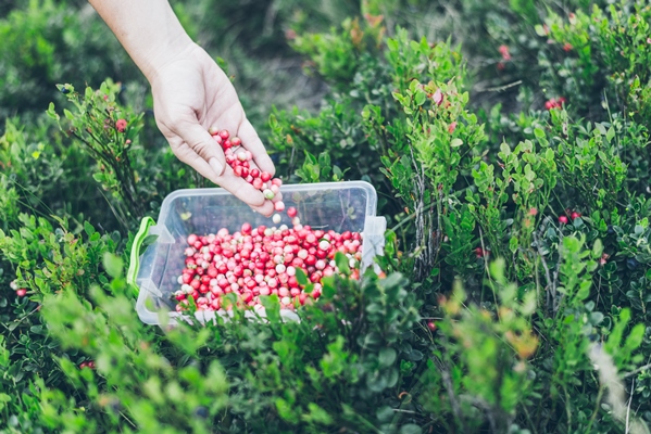 lingonberry in lunch box gathering berries in woods - Сбор, заготовка и переработка дикорастущих плодов, ягод и грибов