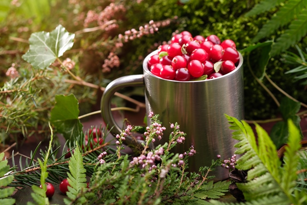 mug full of fresh red cranberries mug in autumn forest outdoors - Сбор, заготовка и переработка дикорастущих плодов, ягод и грибов
