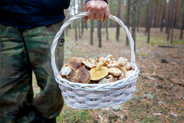 mushroom picker collected a basket of mushrooms - Сбор, заготовка и переработка дикорастущих плодов, ягод и грибов