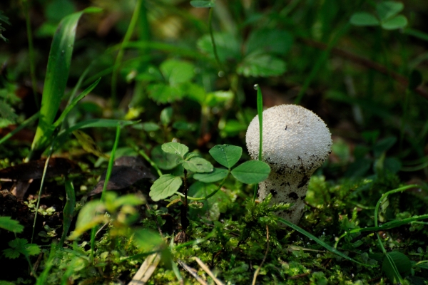 mushroom raincoat among the green grass in the morning forest moscow region russia - Сбор, заготовка и переработка дикорастущих плодов, ягод и грибов