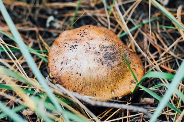 mushroom suillus suillaceae and order boletales growing in the grass - Сбор, заготовка и переработка дикорастущих плодов, ягод и грибов