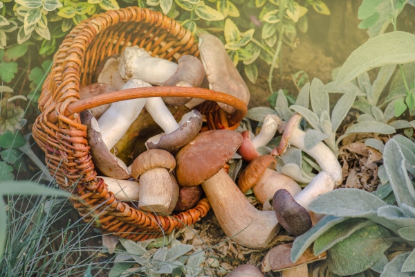 mushrooms in a basket harvest brown cap boletus and autumn forest - Сбор, заготовка и переработка дикорастущих плодов, ягод и грибов