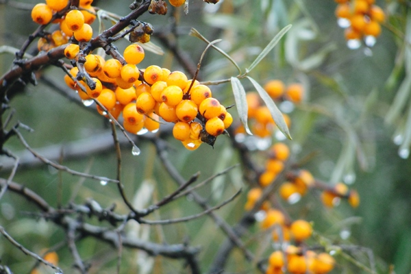 ripe sea buckthorn orange berries with drops of water after rain in siberian forest hippophae seaberry or yellow seabuckthorn on bush of tree healthy branch and plants in autumn closeup - Сбор, заготовка и переработка дикорастущих плодов, ягод и грибов