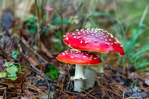 selective focus shot of an amanita muscaria mushroom in the forest - Сбор, заготовка и переработка дикорастущих плодов, ягод и грибов