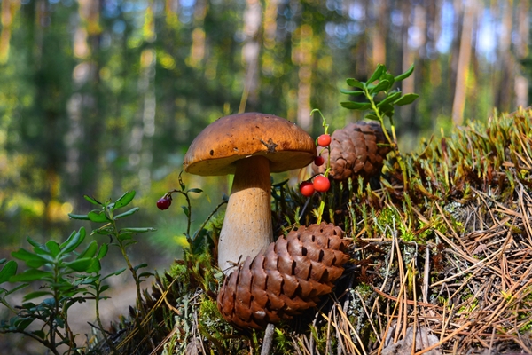 the mushroom grows in the forest - Сбор, заготовка и переработка дикорастущих плодов, ягод и грибов