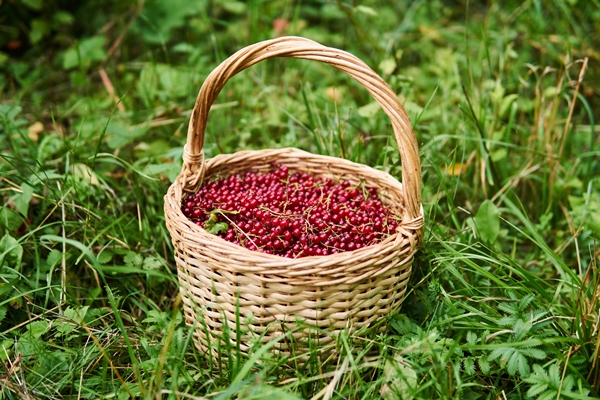 wicker basket full of red currant berries stand in the grass - Сбор, заготовка и переработка дикорастущих плодов, ягод и грибов