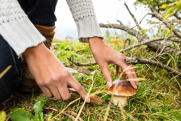 young mushroom picker in the bavarian alps - Сбор, заготовка и переработка дикорастущих плодов, ягод и грибов