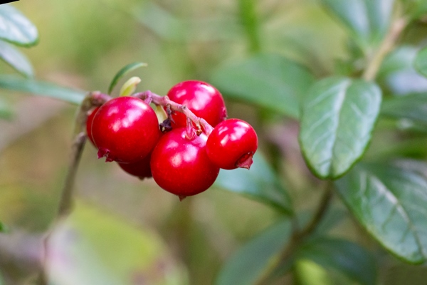 vaccinium vitis idaea lingonberry partridgeberry or cowberry fresh wild lingonberry in forest - Мочёная брусника