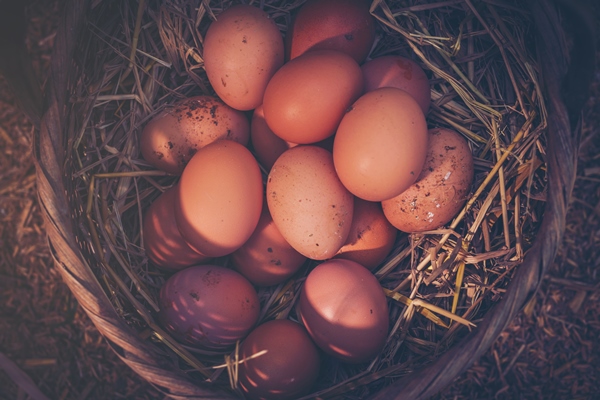 fresh eggs into basket after a woman gathering from henhouse in morning - Секреты приготовления яиц всмятку, "в мешочек" и вкрутую. Пошаговая инструкция