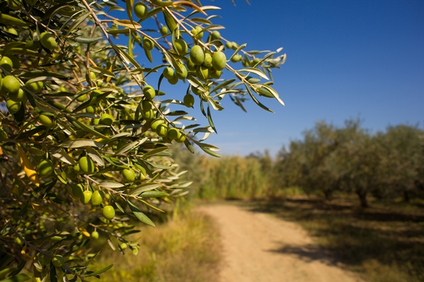 close up of green istrian olives on a branch - Оливки и маслины: в чём разница
