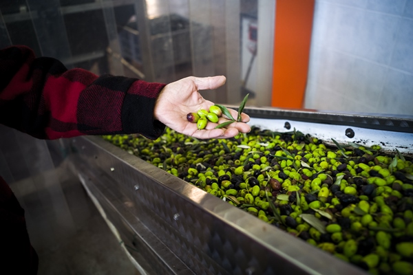 making of olive oil 1 - Оливки и маслины: в чём разница