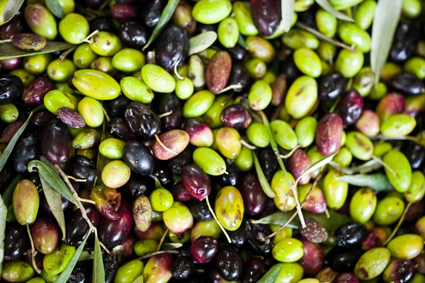 making of olive oil - Оливки и маслины: в чём разница