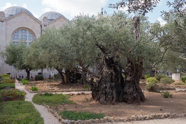 old olive trees in the garden of gethsemane jerusalem high quality photo - Оливковое масло