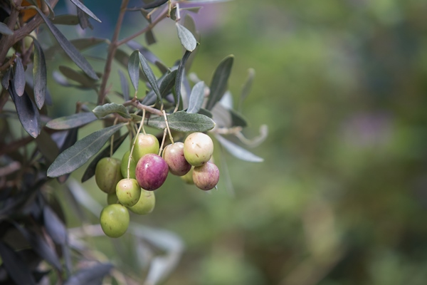 olive tree branch - Использование оливок в кулинарии