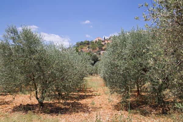 olive trees - Оливки и маслины: в чём разница