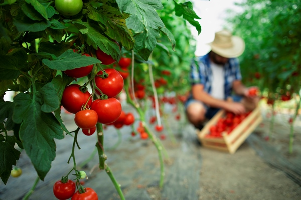 organic food farm - Углеводная питательность рациона