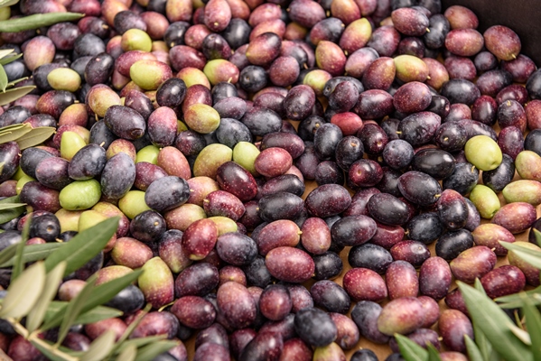 pile of raw black and green olives with leaves - Использование оливок в кулинарии