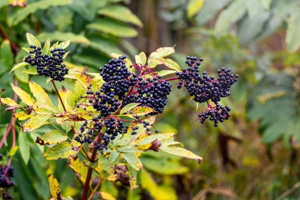sluster of black elderberries sambucus elderberry bush with berries - Продукты против вирусов