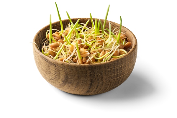 whole wheat sprouts germinated wheat seeds in wooden bowl isolated on white background - Углеводная питательность рациона