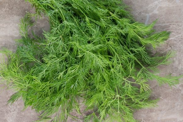 single bundle of dill on marble - Пельмени