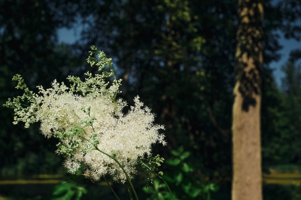 white flowers meadowsweet forest undergrowth closeup flowering grass horizontal background wallpaper banner about forest ecosystem screensaver idea about climate change issues - Компот из сухофруктов с таволгой